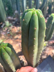 👑🌶️🌶️ Landfill — 11” Tip