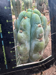 💎👑💎  NUBS — Pupped Slab Graft on Rooted Hammer