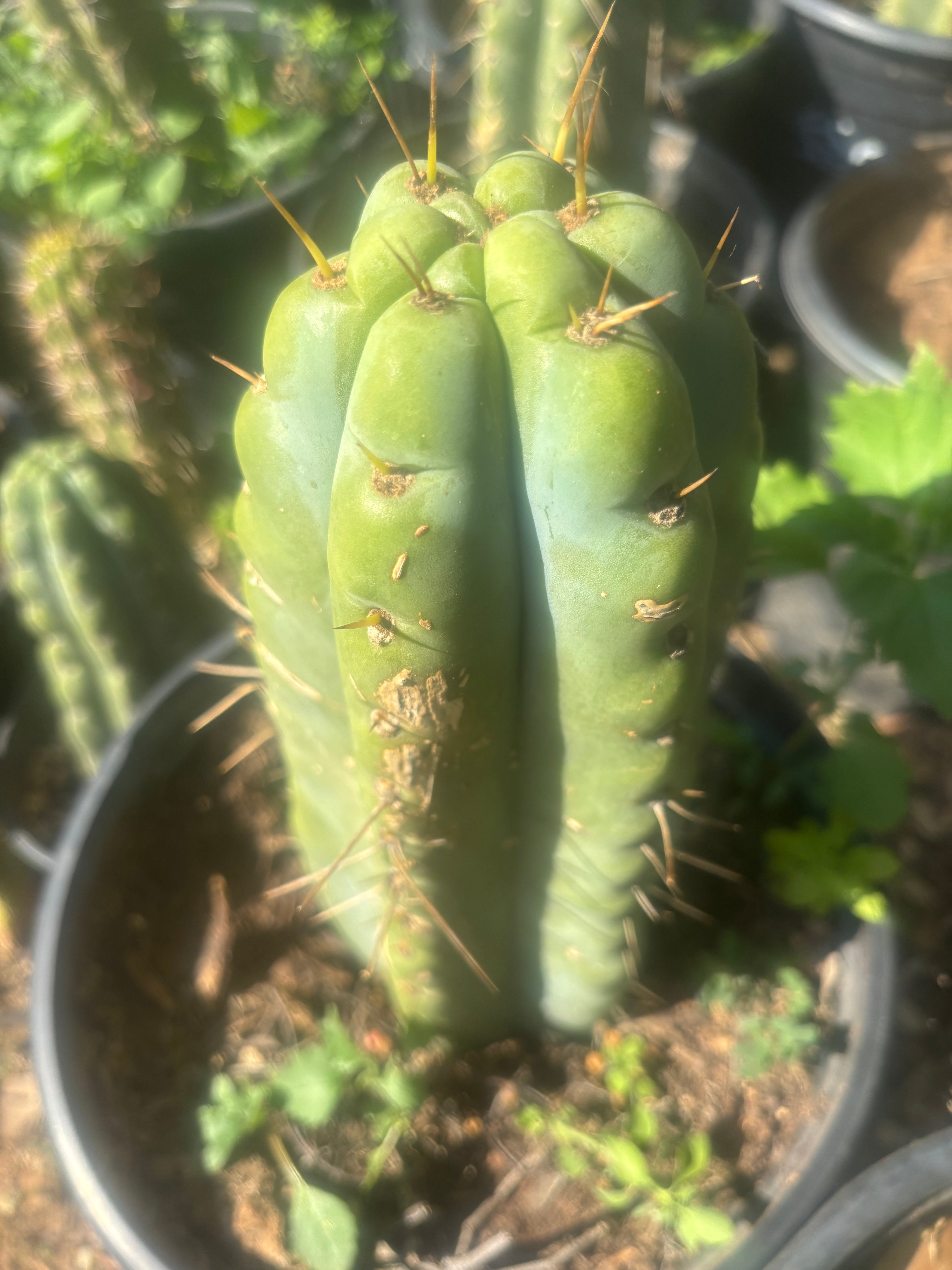 💎🌶️🌶️ NOM — Pup Graft On Rooted Shine01