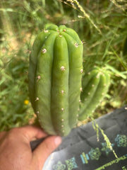 👑🌶️🌶️ KR04 — 7.5” Pup