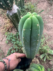 -👑🌶️🌶️ Another Drop, Another Ogun —  12” Pup