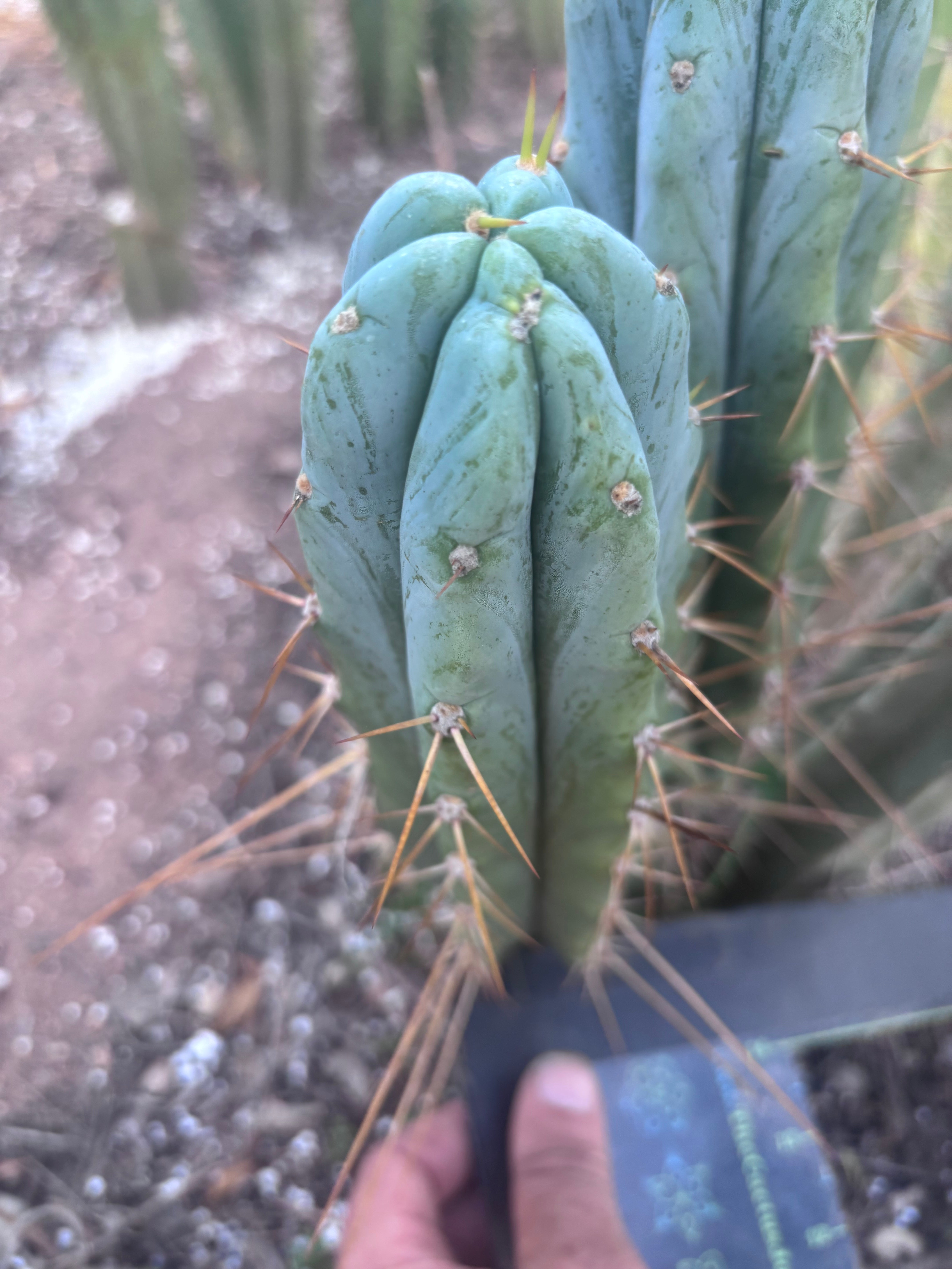 👑🌶️ S.S. Achuma — 10.5” Pup