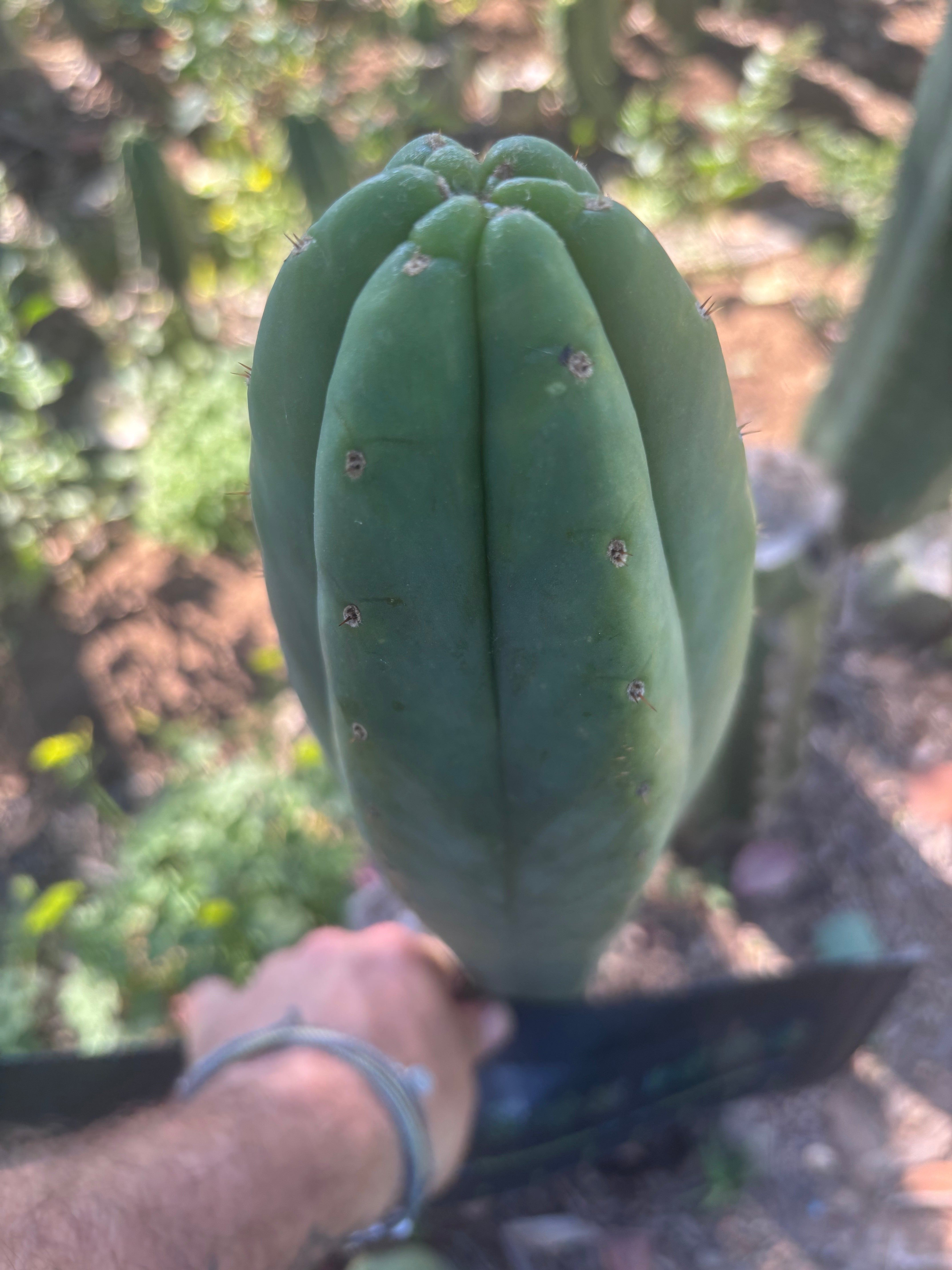 👑🌶️🌶️ Ogun — XL 14” Tip