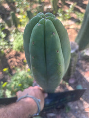 👑🌶️🌶️ Ogun — XL 14” Tip