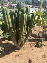 💎👑🌶️ Star Ayacucho  — BATCH DEAL