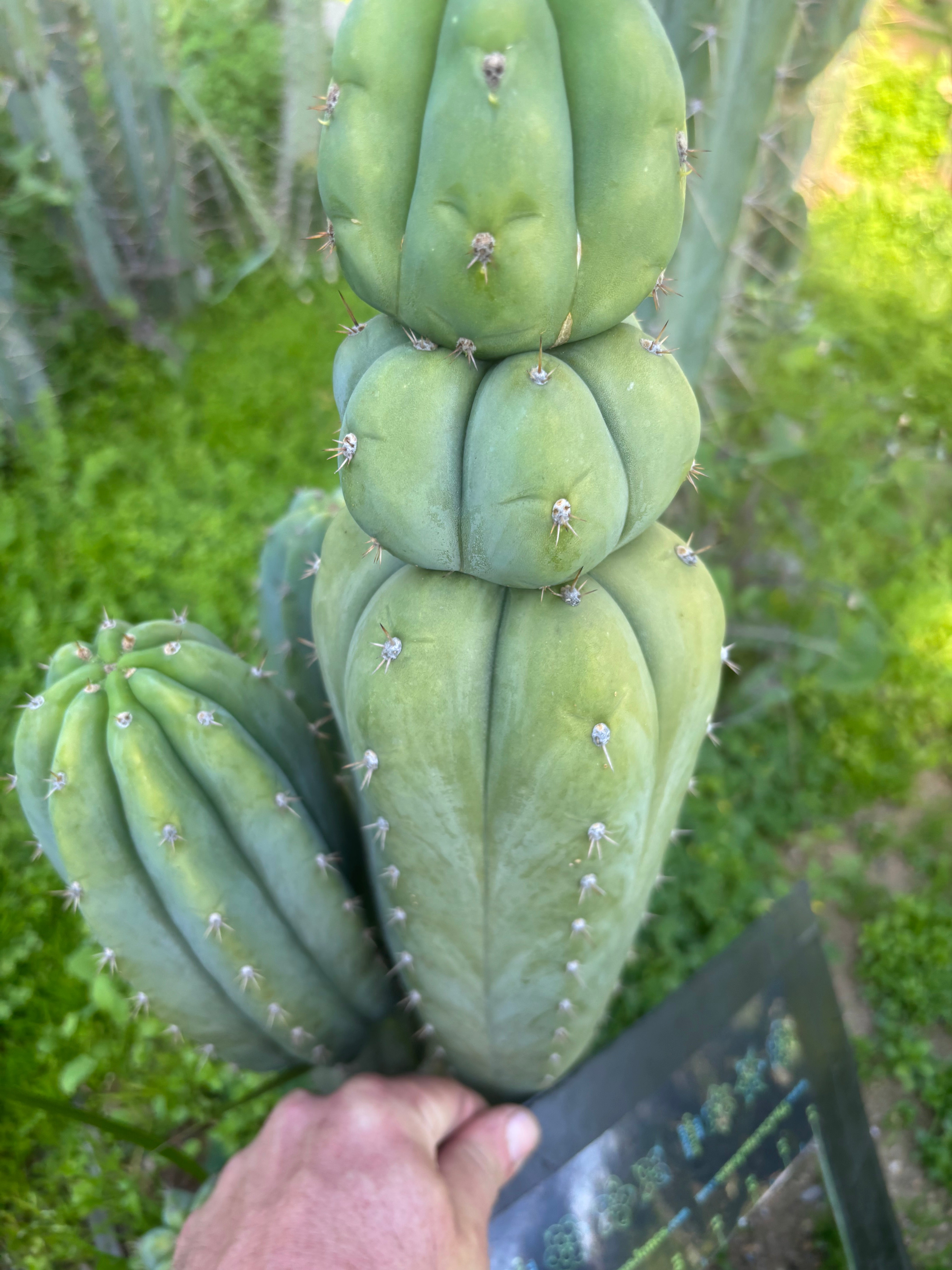 💎🌶️ JJOP — XL 14” Stacker