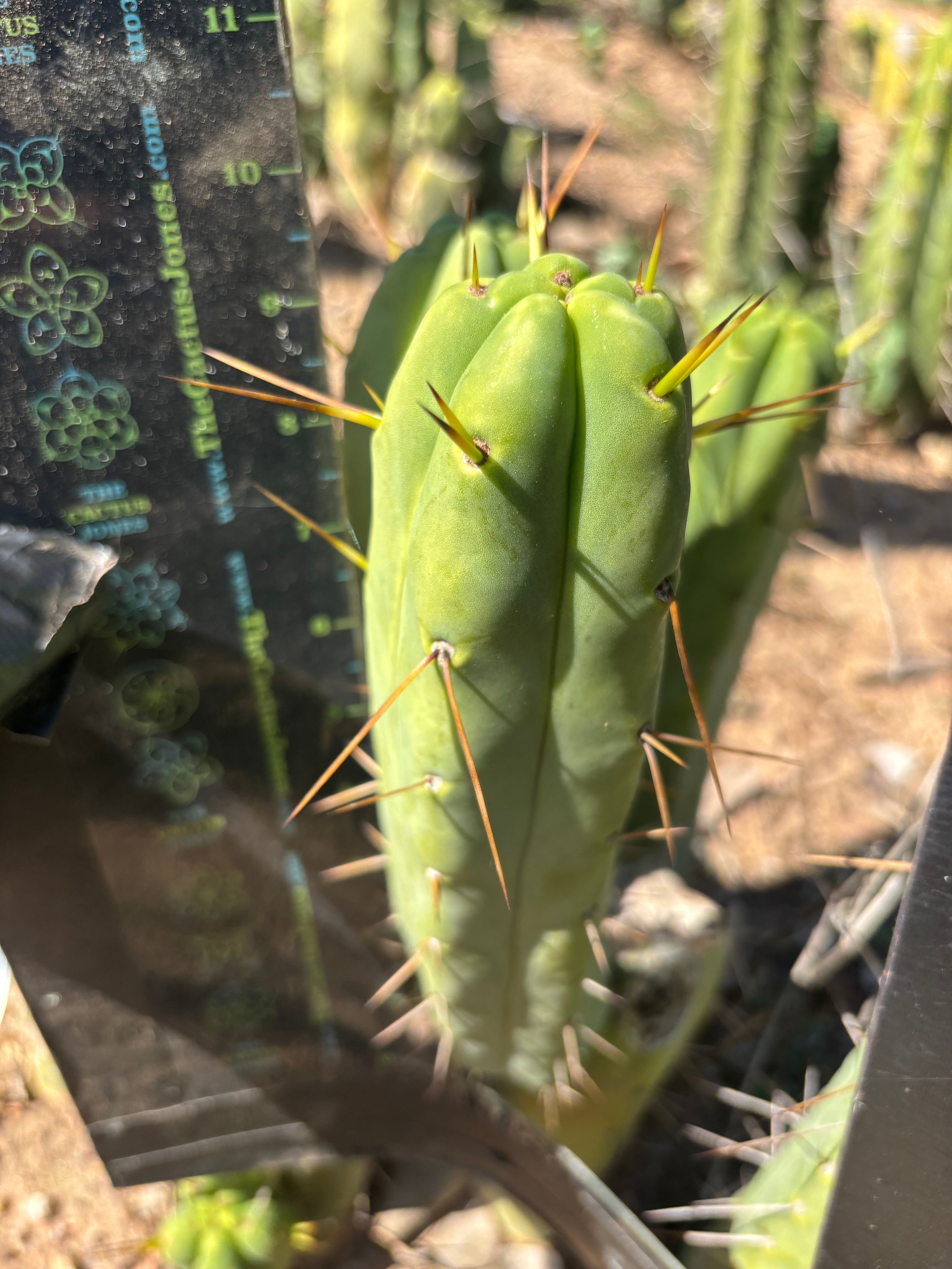 👑🌶️🌶️  Another Jiimz Twin  — 10” Pup