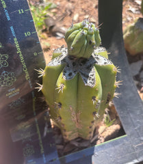 👑💎 Grecas Tip Graft — Fully Rooted