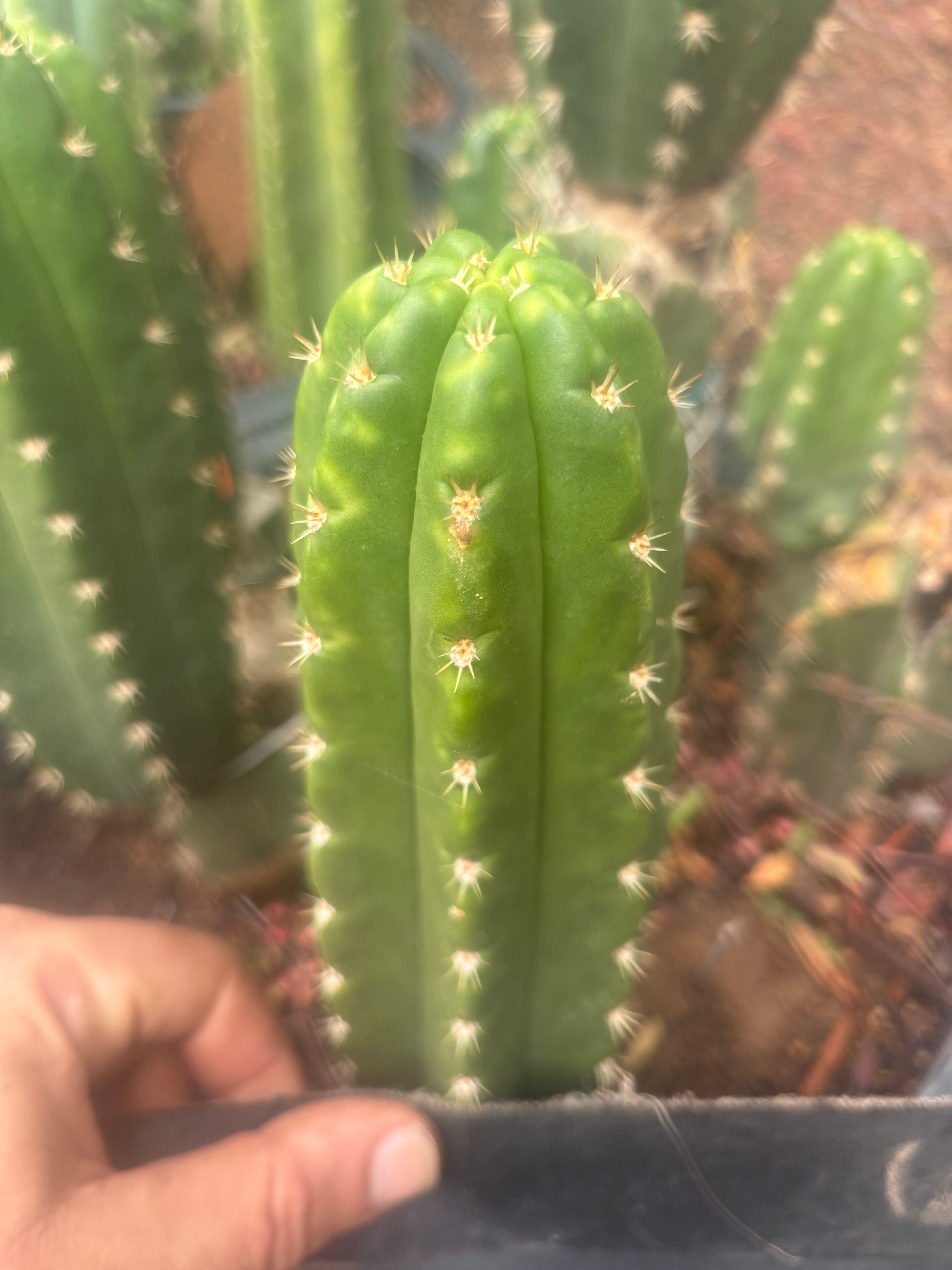 💎👑🌶️ CareBear — 6” Tip