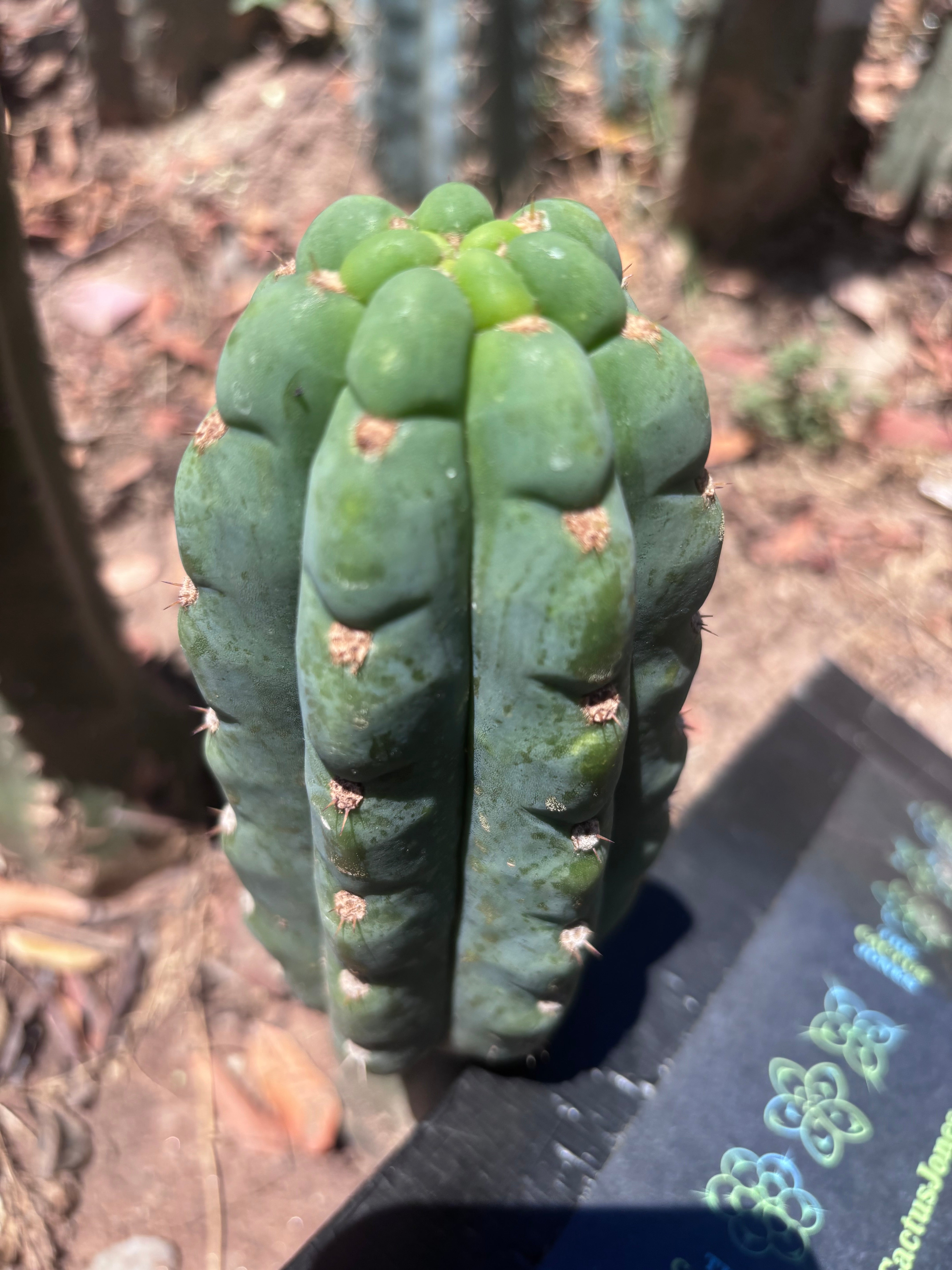 💎👑🌶️  Ichoca — 6.5” Pup
