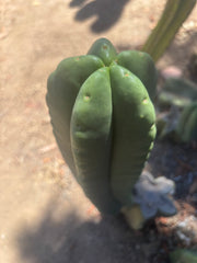 💎👑🌶️ Ferah — Another Chonky 9” Tip
