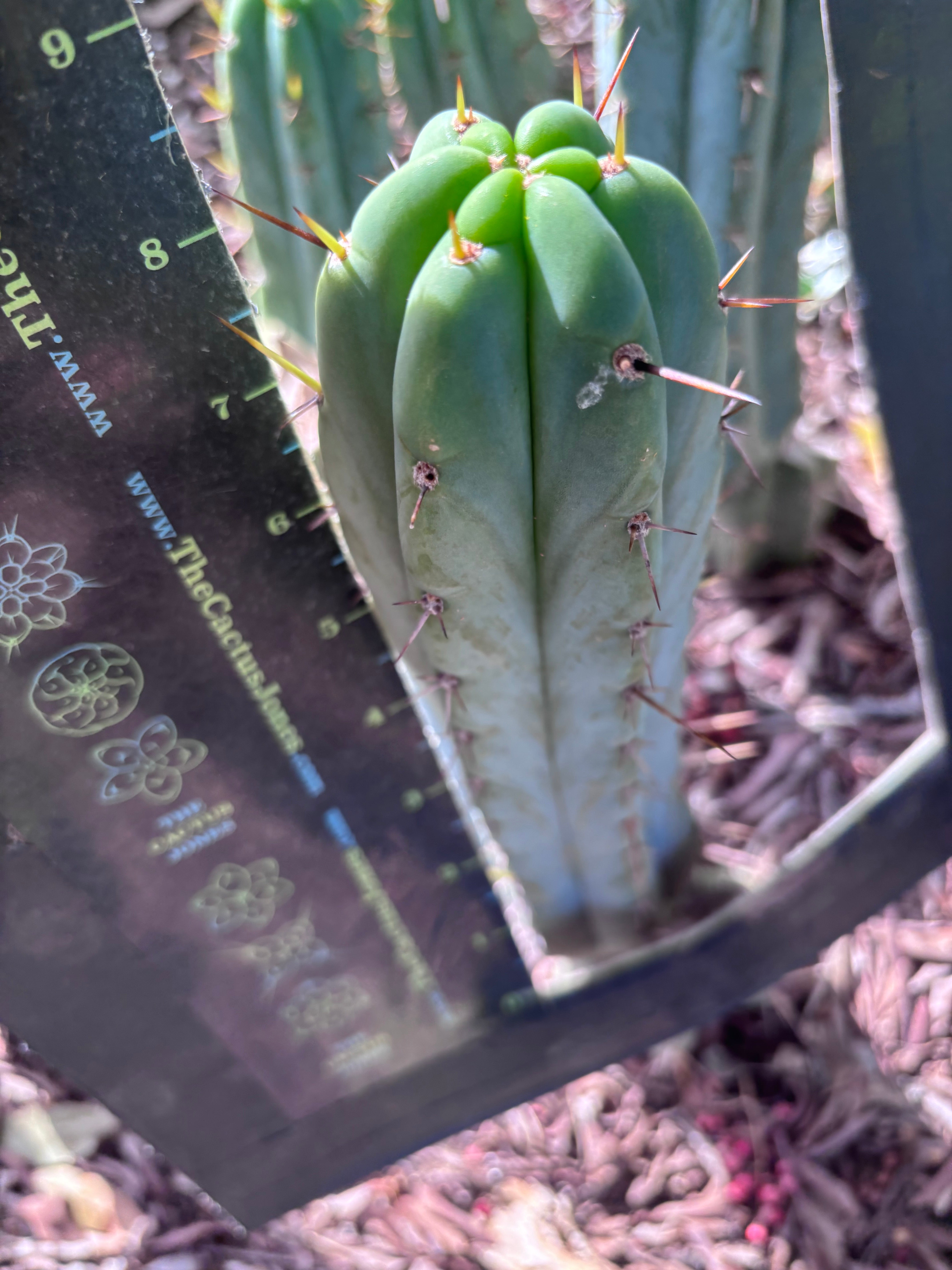 👑🌶️🌶️ Pala — 8” Tip
