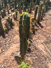 👑🌶️🌶️ Dulzura — 10” Tips (Sale!)