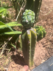 👑💎 Glorp — Rooted Graft
