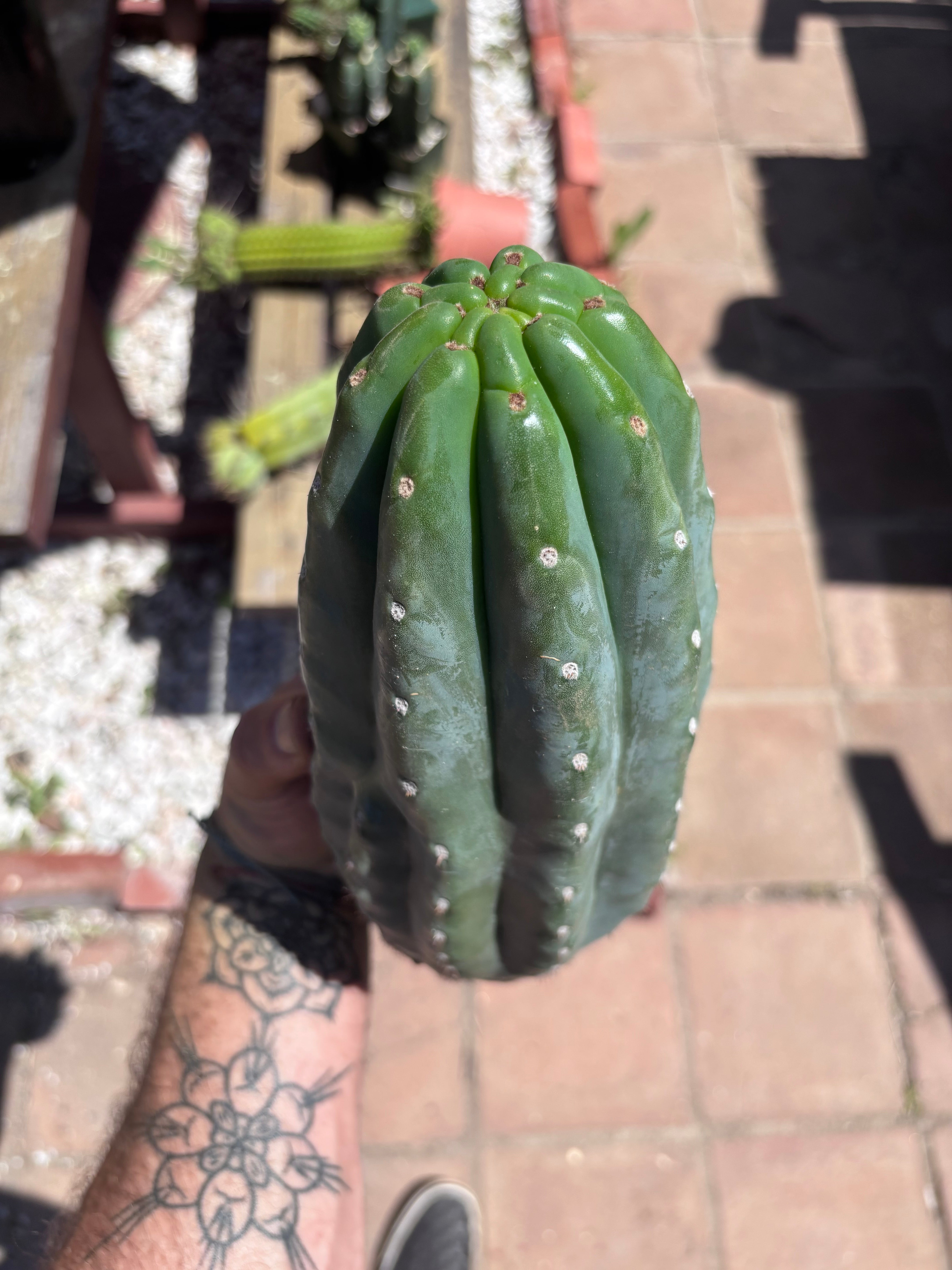 👑🌶️ Pierre — BEEFY 12” Pup