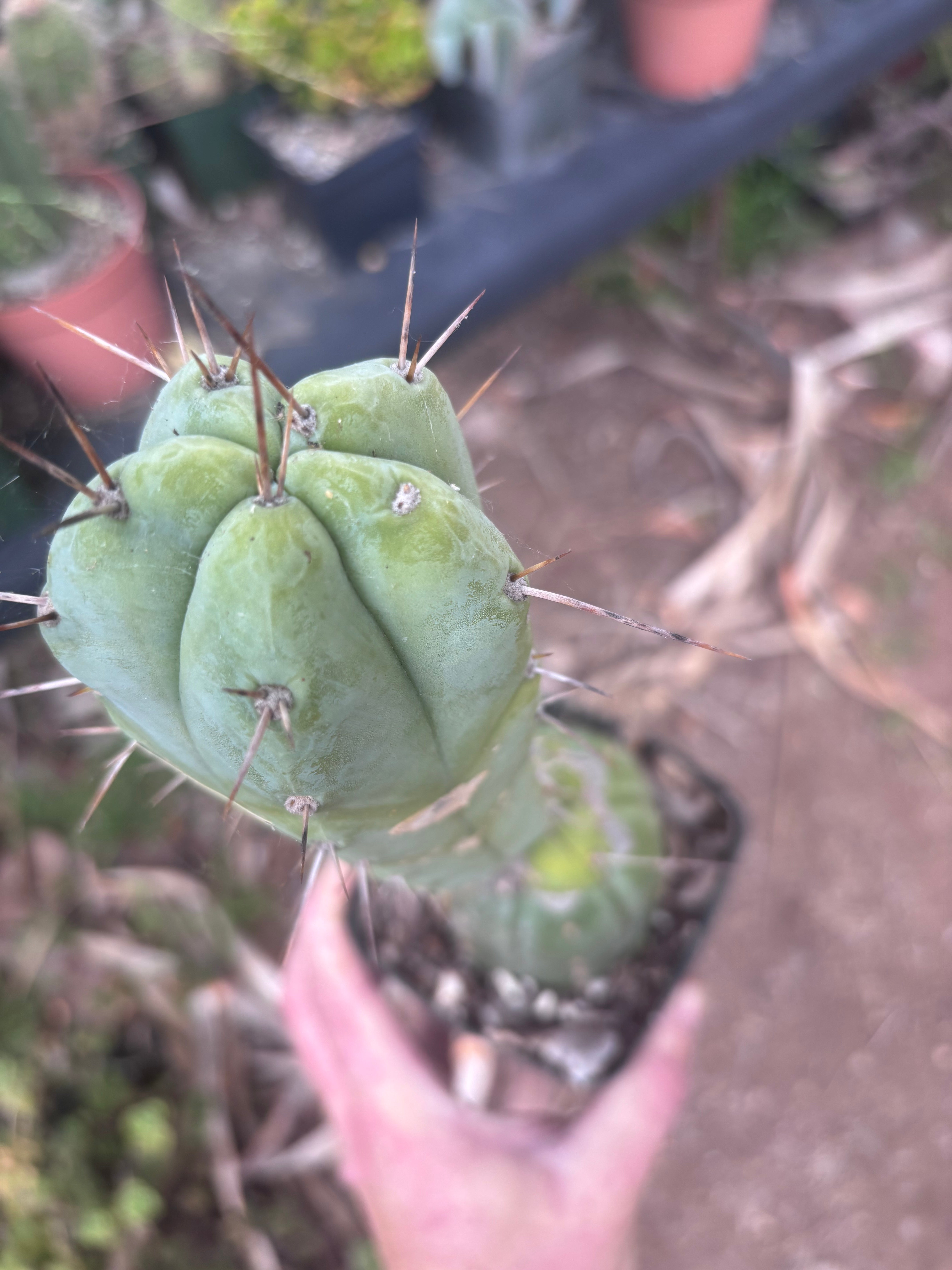 👑💎🌶️ CSD — Rooted Graft (Whole)