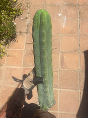 👑💎🌶️🌶️ Eileen — 18” Mega Tip