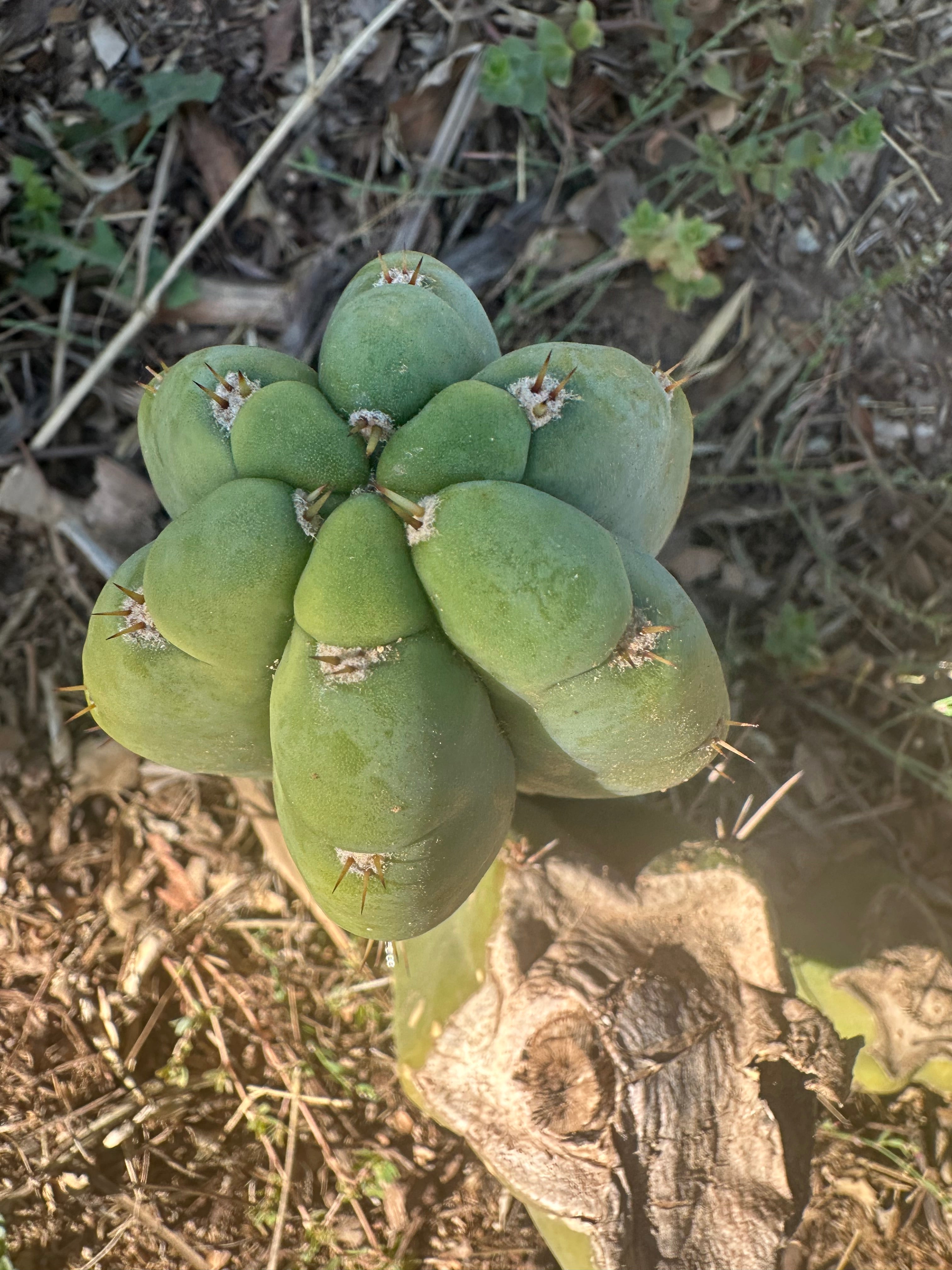 *👑🌶️ Bob’s Colossus—  Chonky 9” Pup