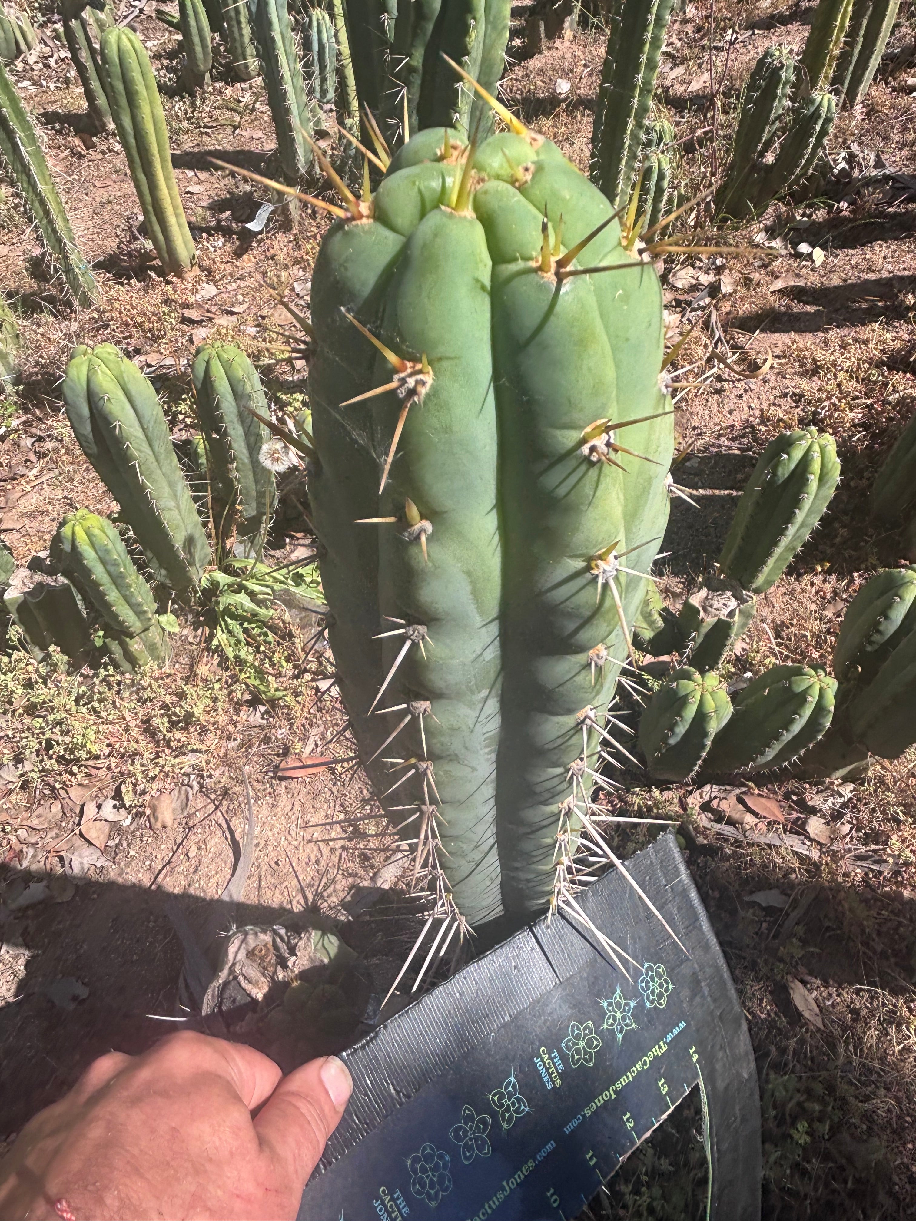 💎 Colossus x Clyde — XL 14” Tip