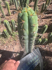 💎 Colossus x Clyde — XL 14” Tip