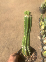 💎👑💎 Tetris — Pup Graft on Rooted 14” PC