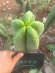 💎👑🌶️ Ferah — Chonky 8.5” Tip