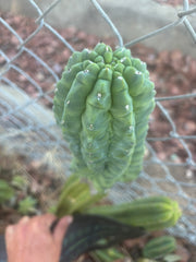 👑💎 Glorp — Another XL Graft