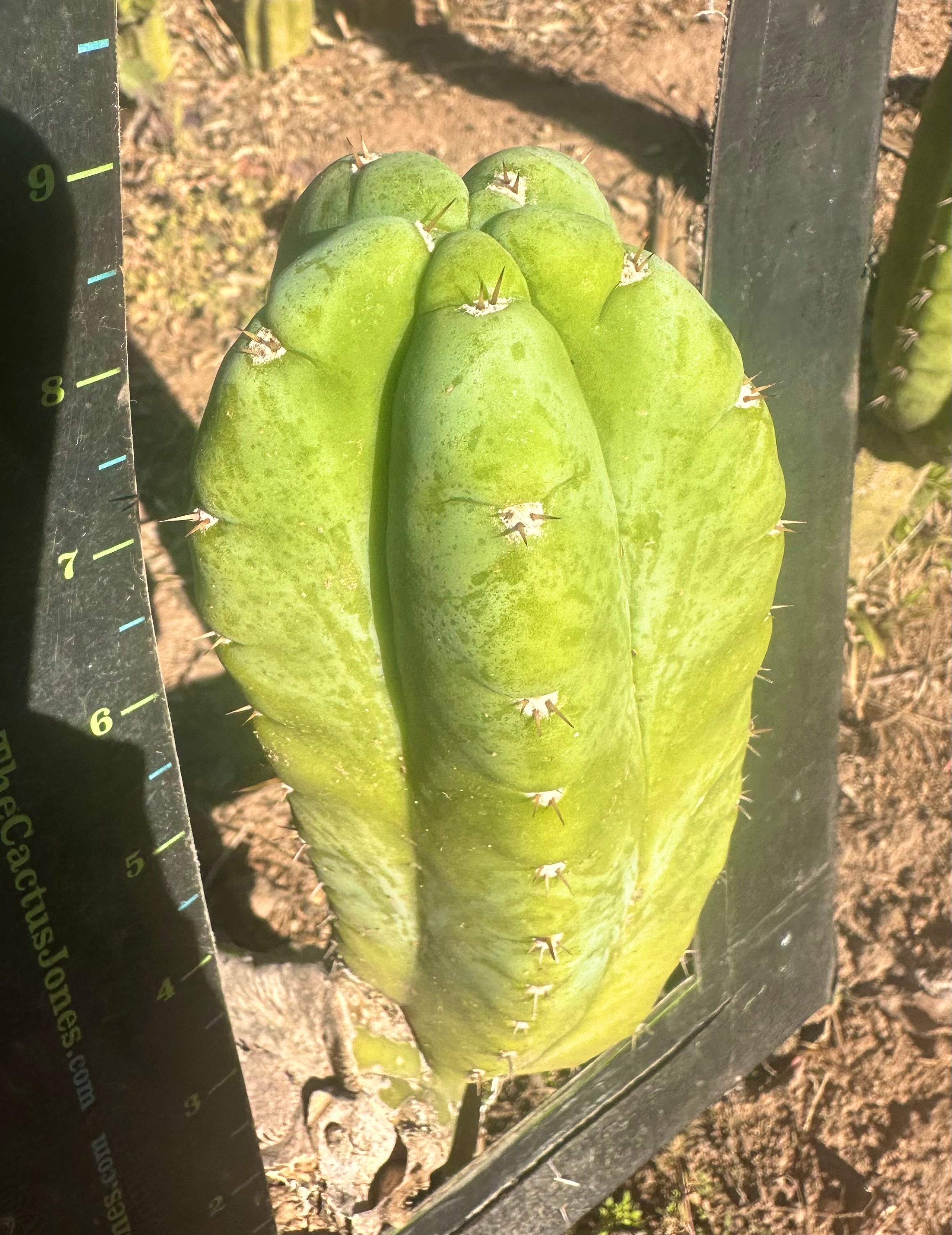 👑💎🌶️ Bob’s Colossus—  Beefy 9” Pup