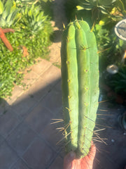 👑💎🌶️🌶️ Eileen — 15” Mega Tip (One More)