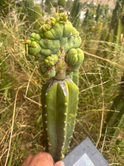 👑🌶️🌶️ TBMC — XL Graft