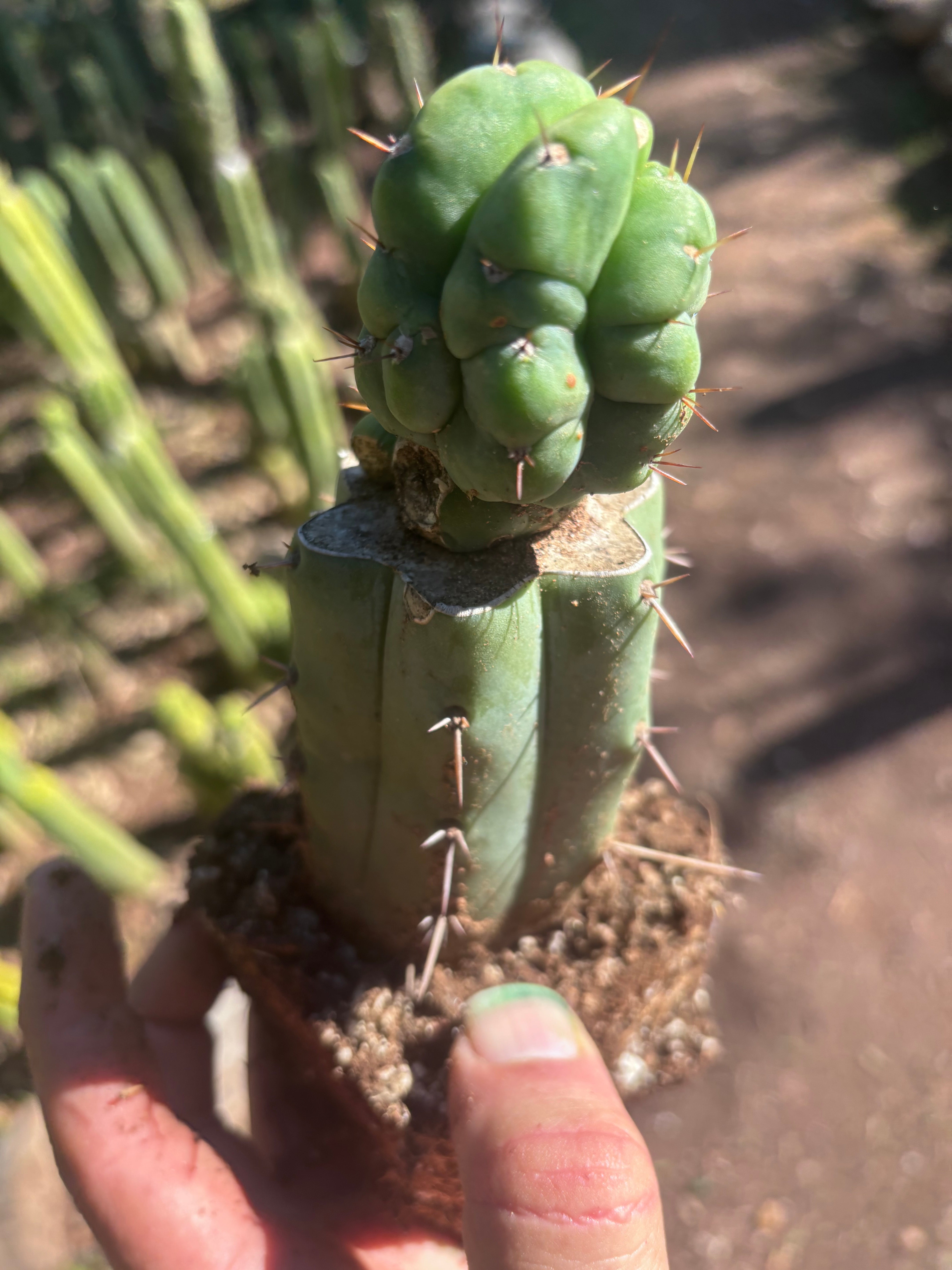 💎👑💎 Havran — Rooted Graft