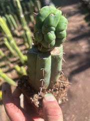 💎👑💎 Havran — Rooted Graft