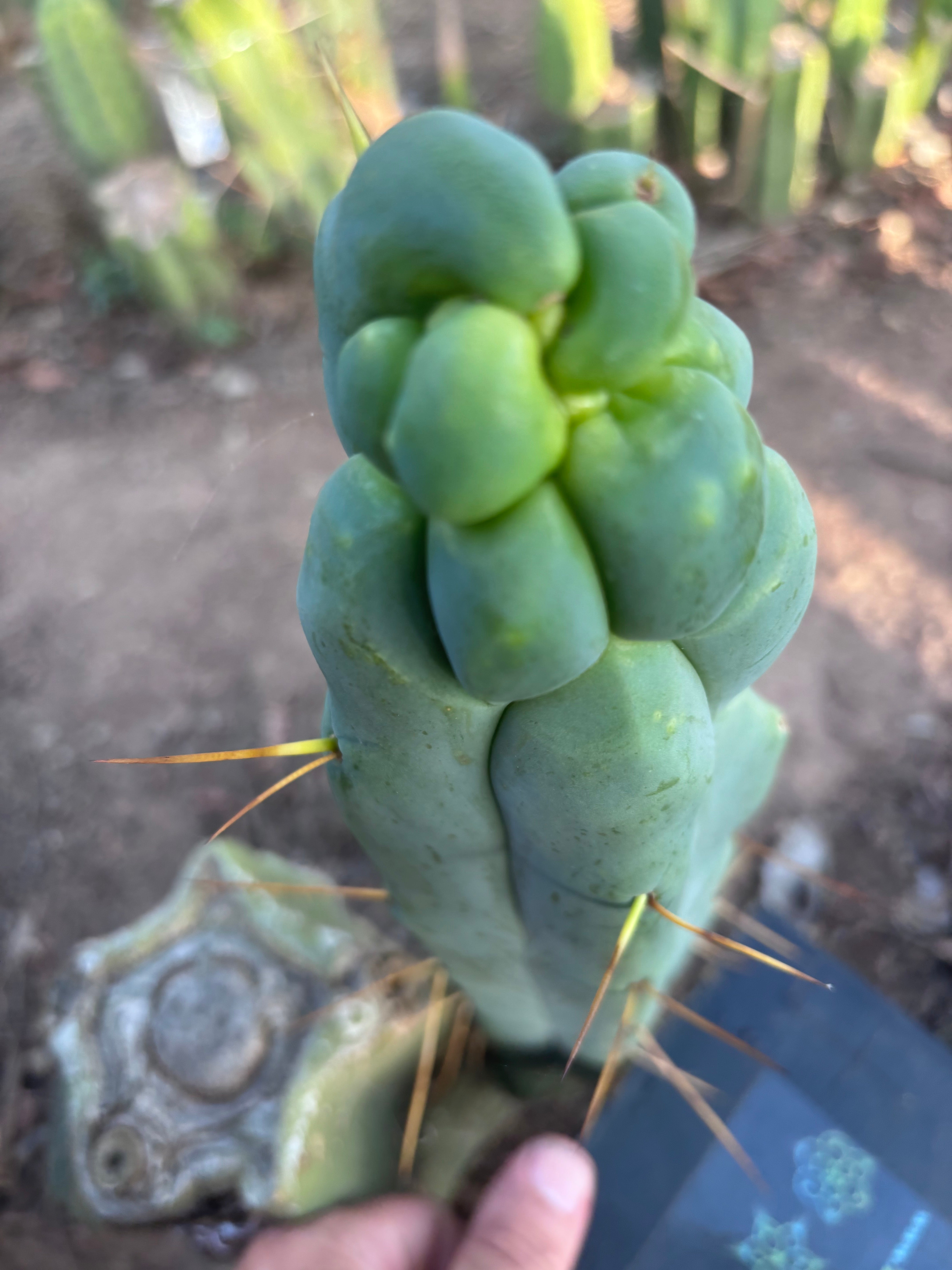 👑🌶️ Caballero — 9” Tip
