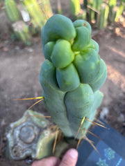 👑🌶️ Caballero — 9” Tip