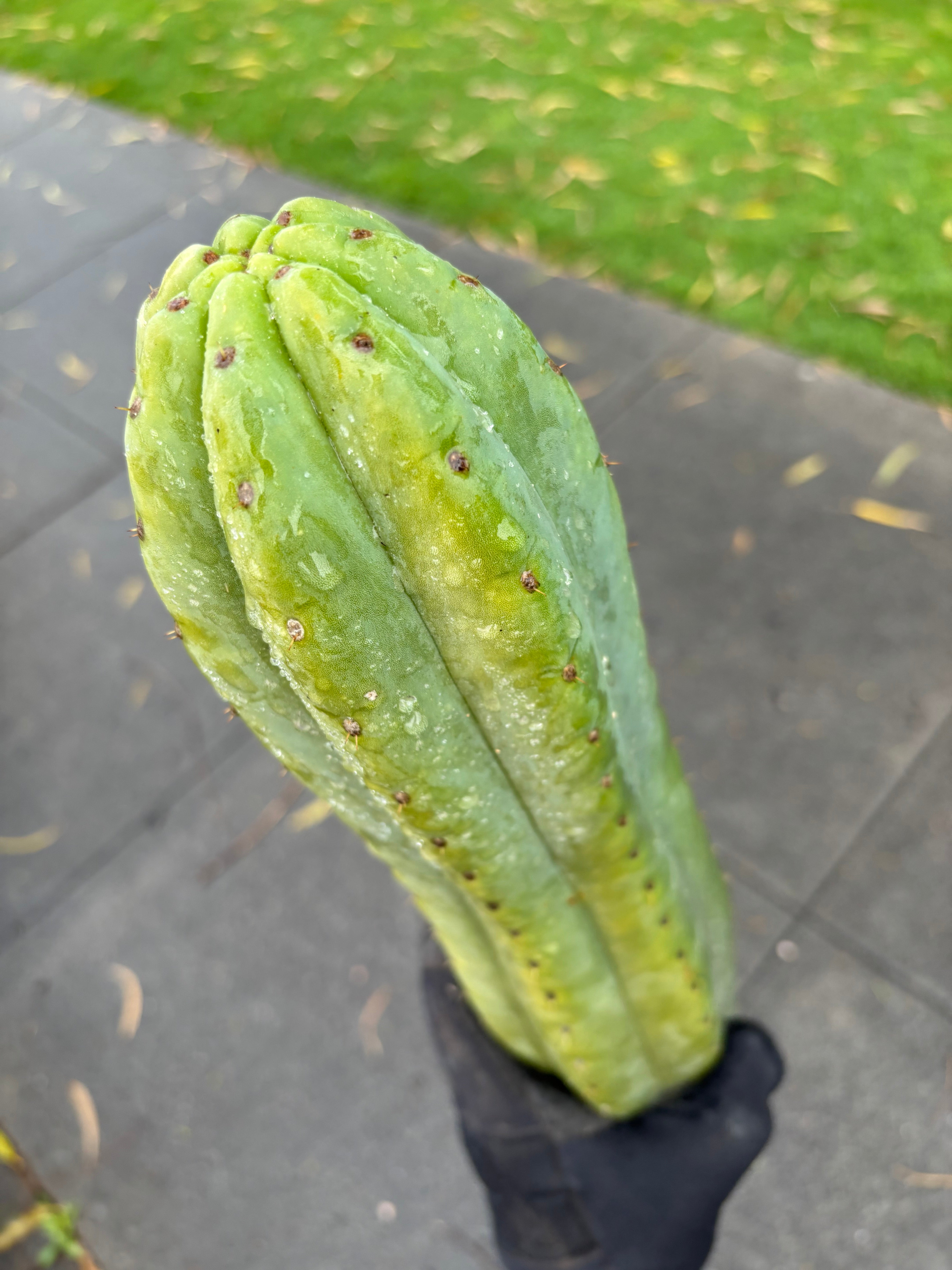 👑🌶️ Tom Juuls Giant  — Thick 12” Tip