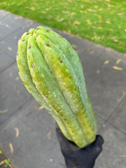 👑🌶️ Tom Juuls Giant  — Thick 12” Tip