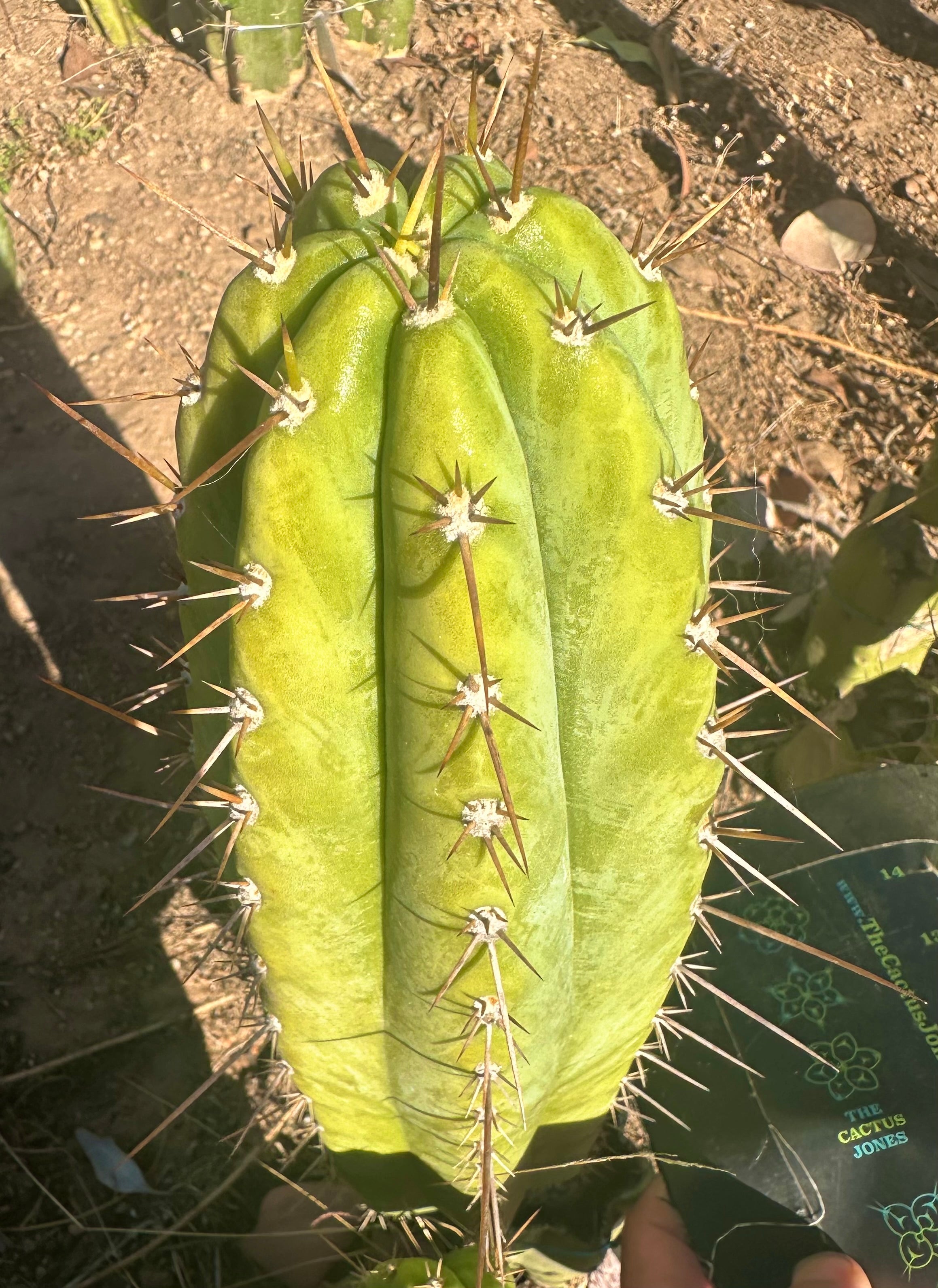 Icaros x Malo4  — 11” Tip