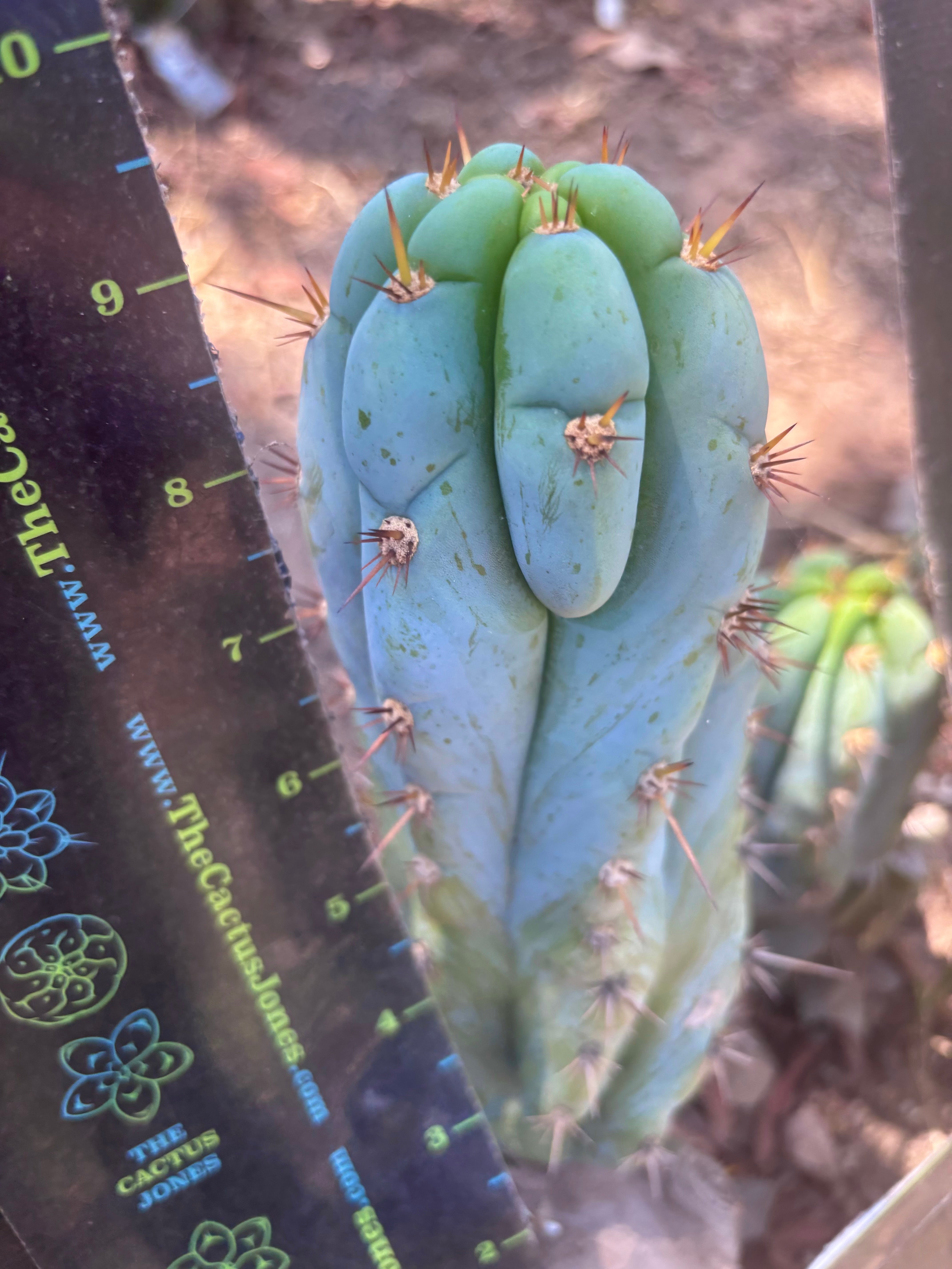 💎👑🌶️ Sharxx Blue — 9.5” Pup