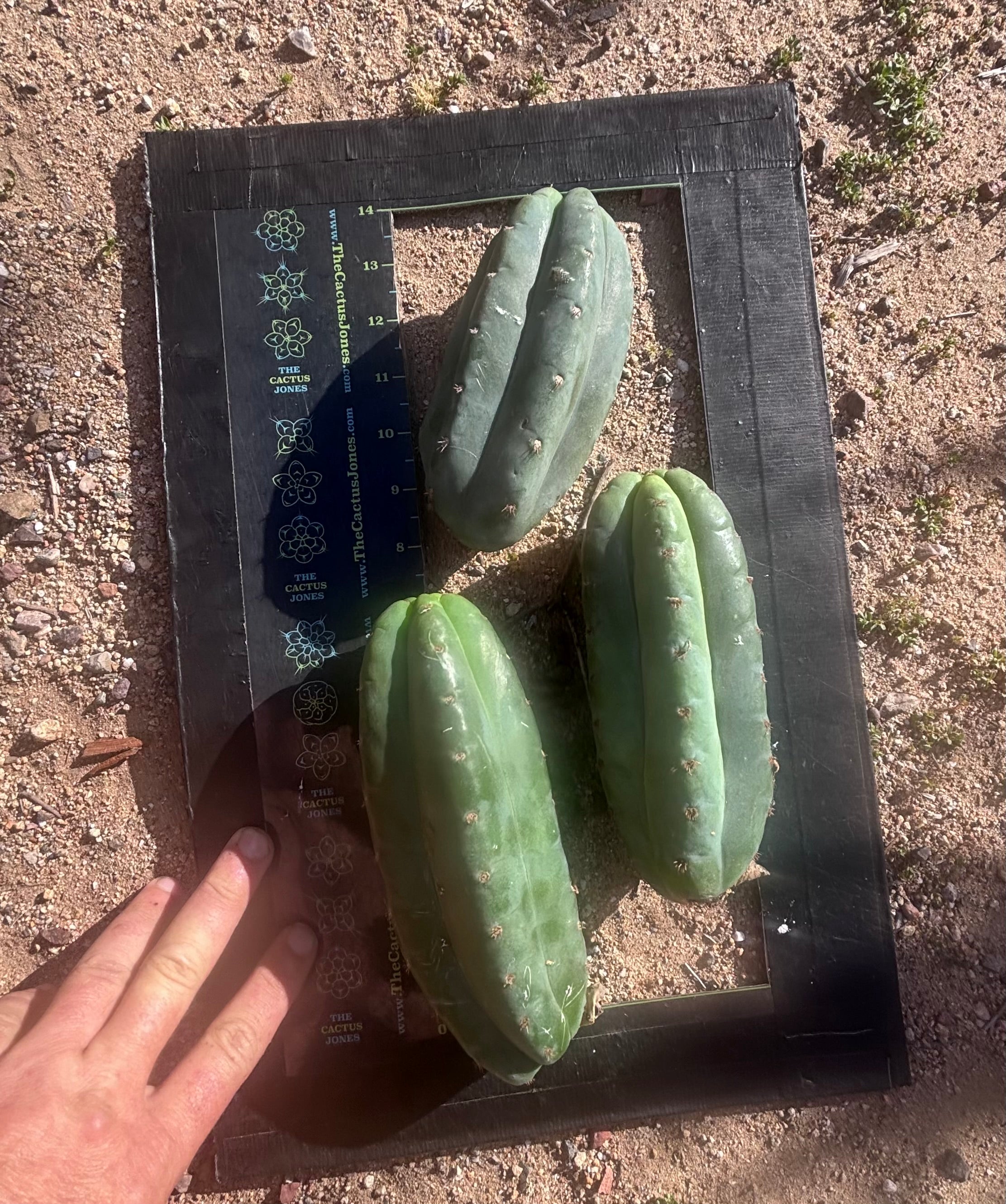 👑🌶️ Pierre — Lot of 3 Pups