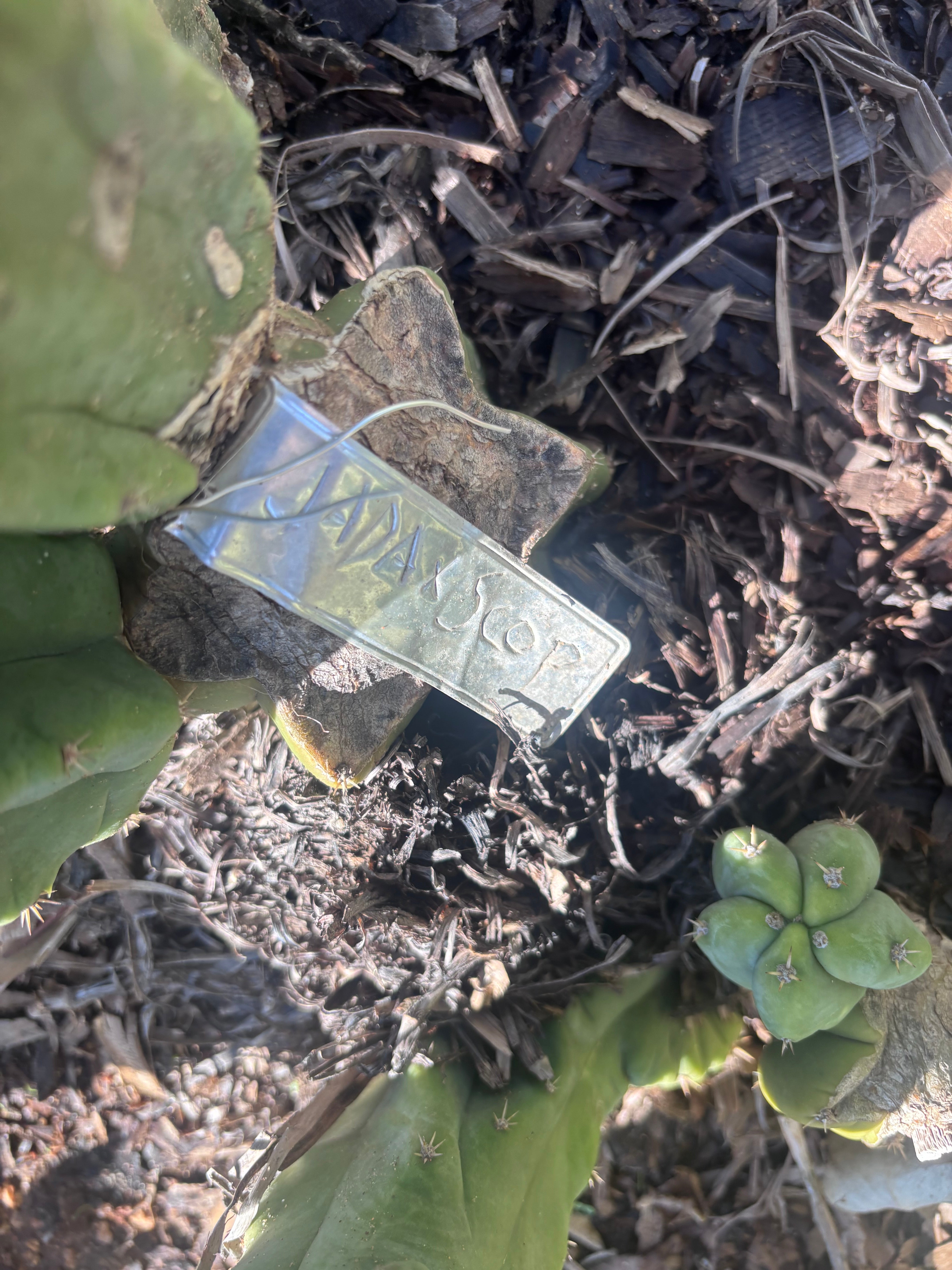 🌶️ Jada x Scop — XL 15” Pup