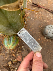 💎👑🌶️ CGG — Fat Blue Melon