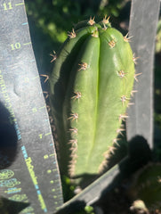 👑🌶️ Huancabamba— 10” Tip