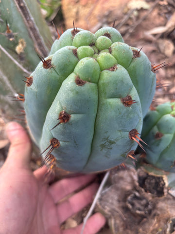 💎👑 Papa Smurf — 8” Chonk Melon