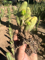 👑🌶️🌶️  TBM  — Rooted Cluster #3