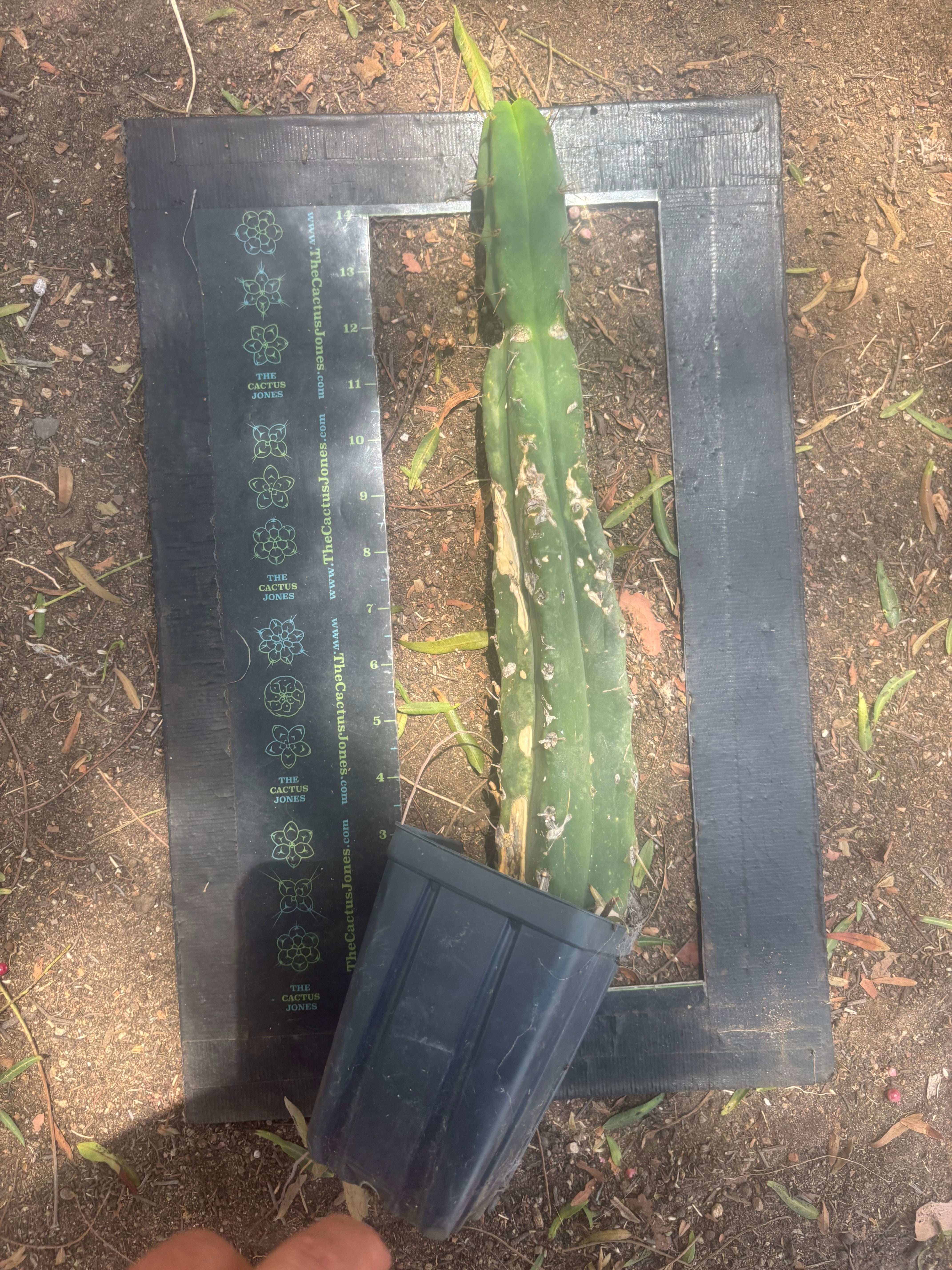 👑🌶️🌶️ Dulzura — Ugly, Rootbound and Pumping 💪15”