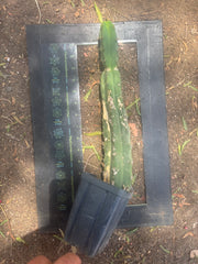 👑🌶️🌶️ Dulzura — Ugly, Rootbound and Pumping 💪15”