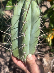 👑🌶️🌶️ Pala — Chubby 8” Tip