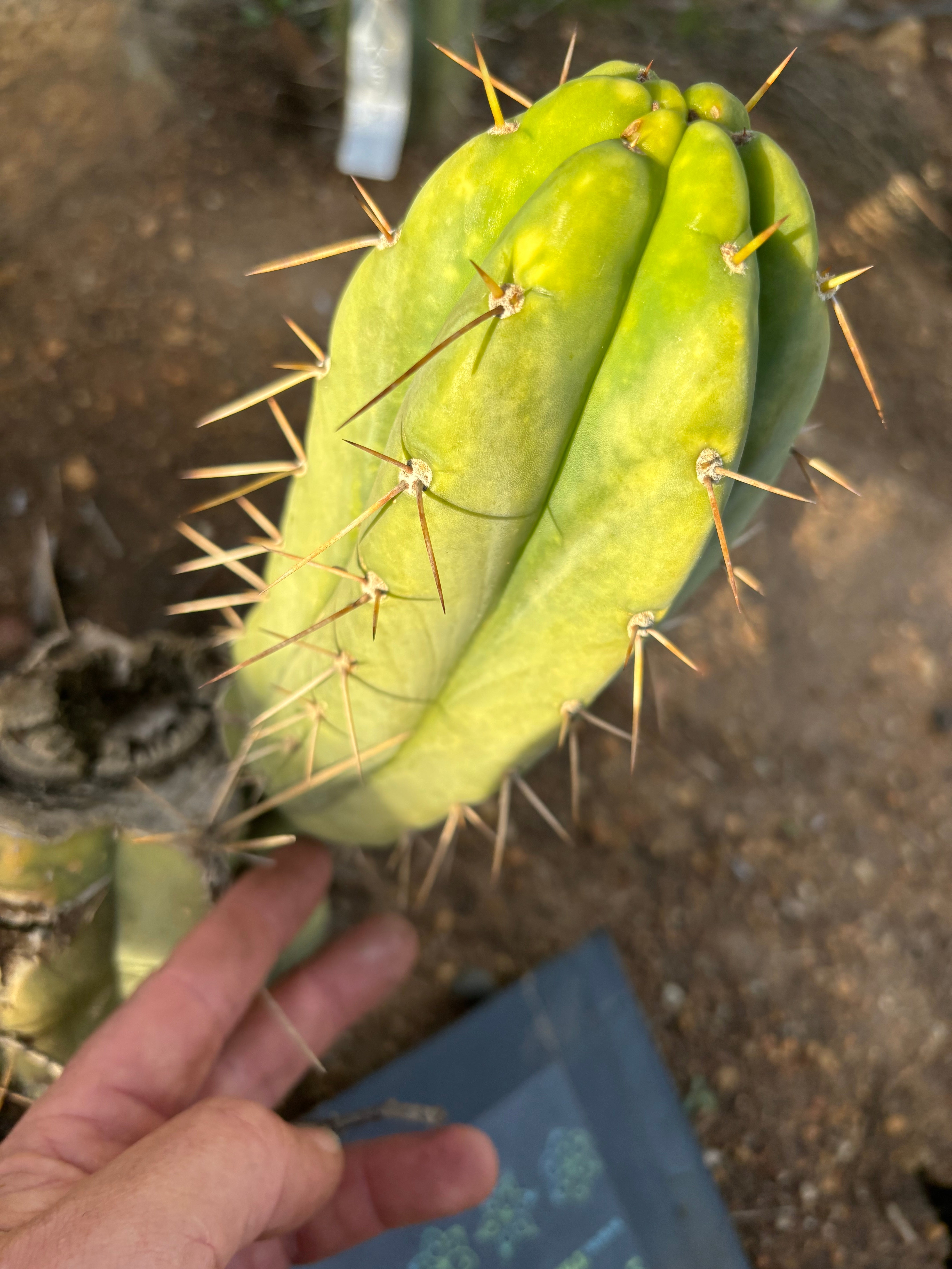 🌶️🌶️⚠️ E.R. — 7” Chonk Grenade
