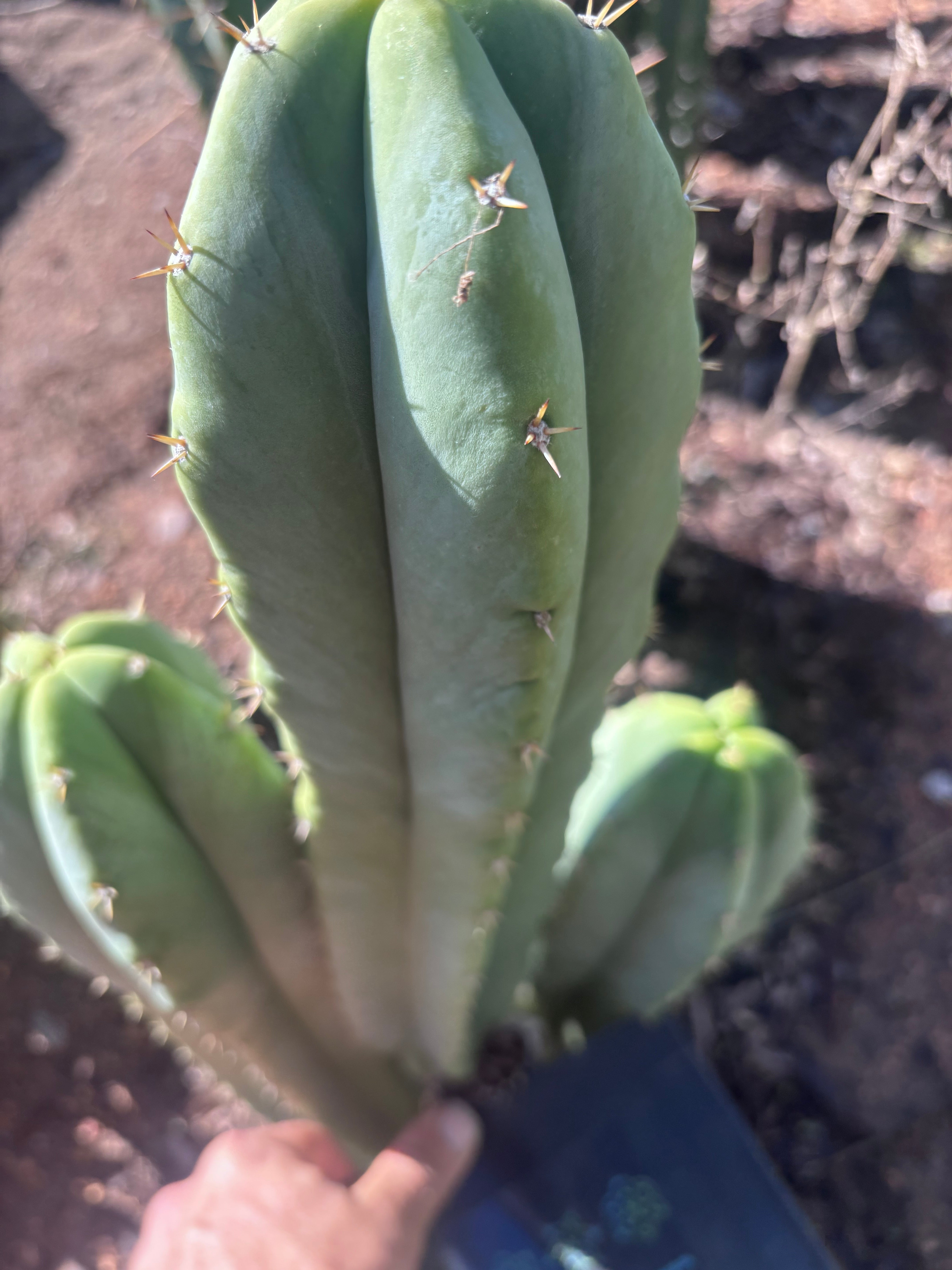 🌶️ Jada x Scop — XL 15” Pup