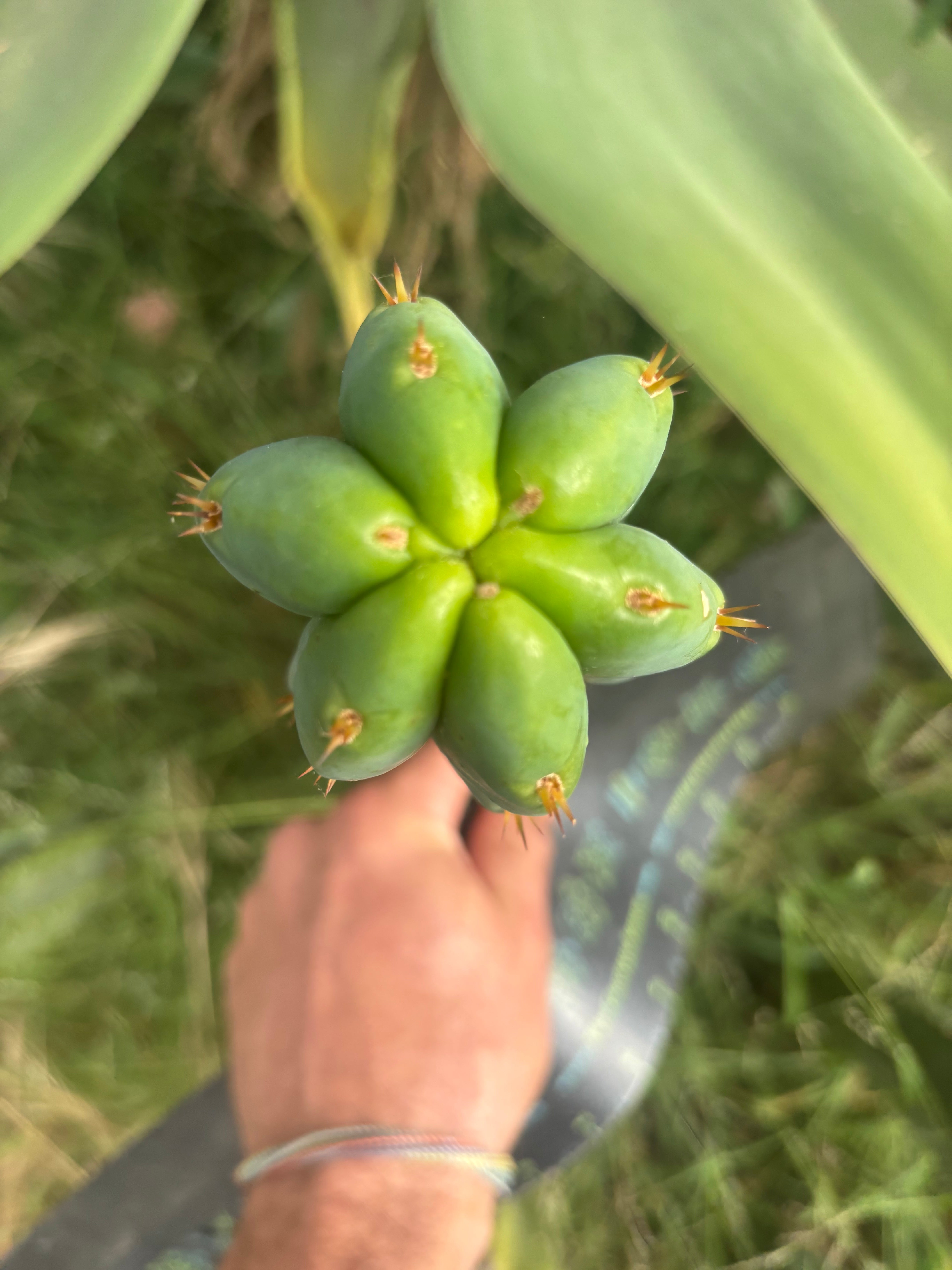 🌶️🌶️ NoidTwo — 10” Tip